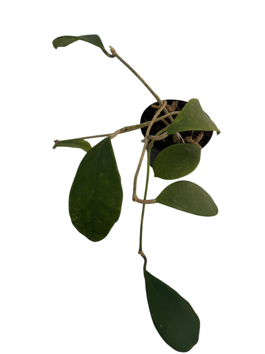 Hoya Excavata