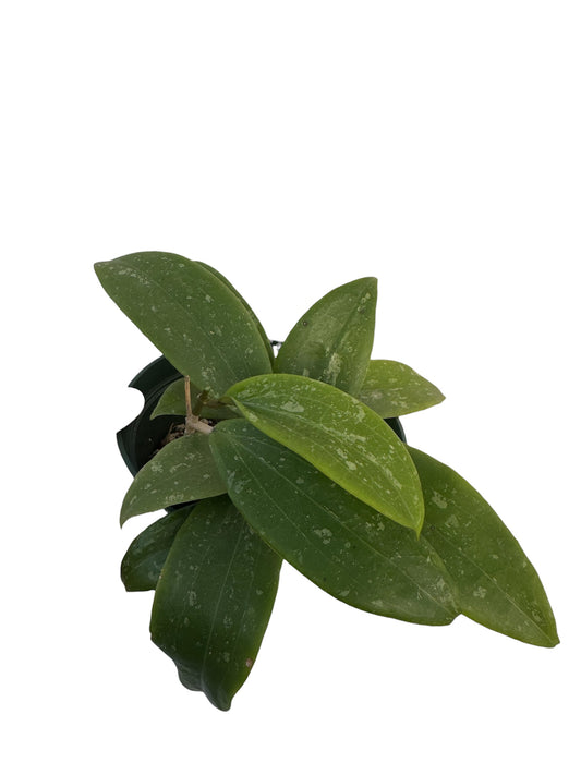 Hoya Wibergiae