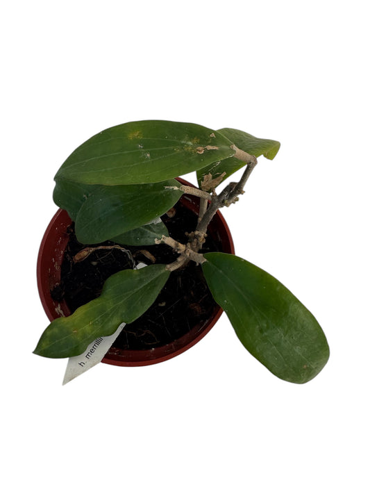 Hoya merrilli long leaf