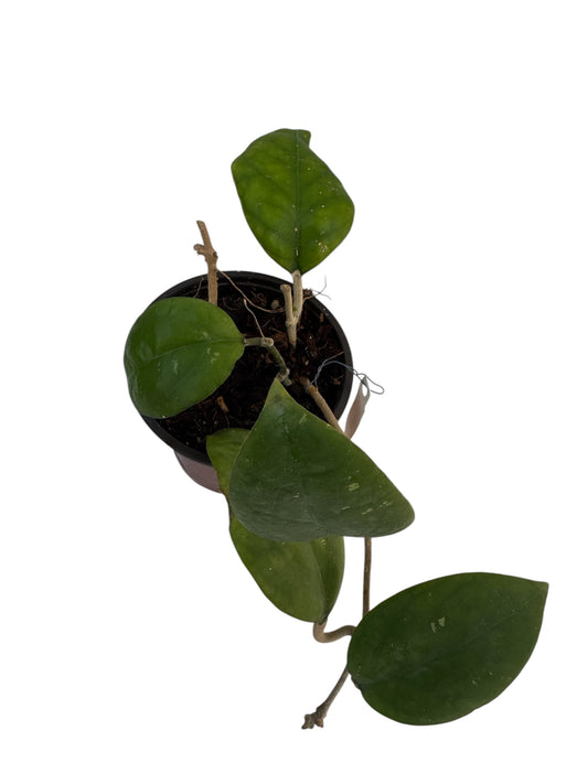 Hoya vitellina