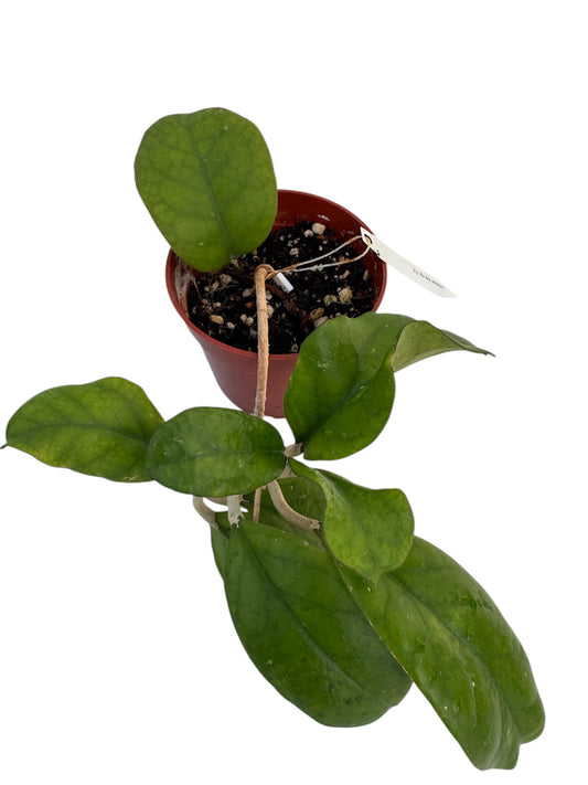 Hoya Sp Rp 12