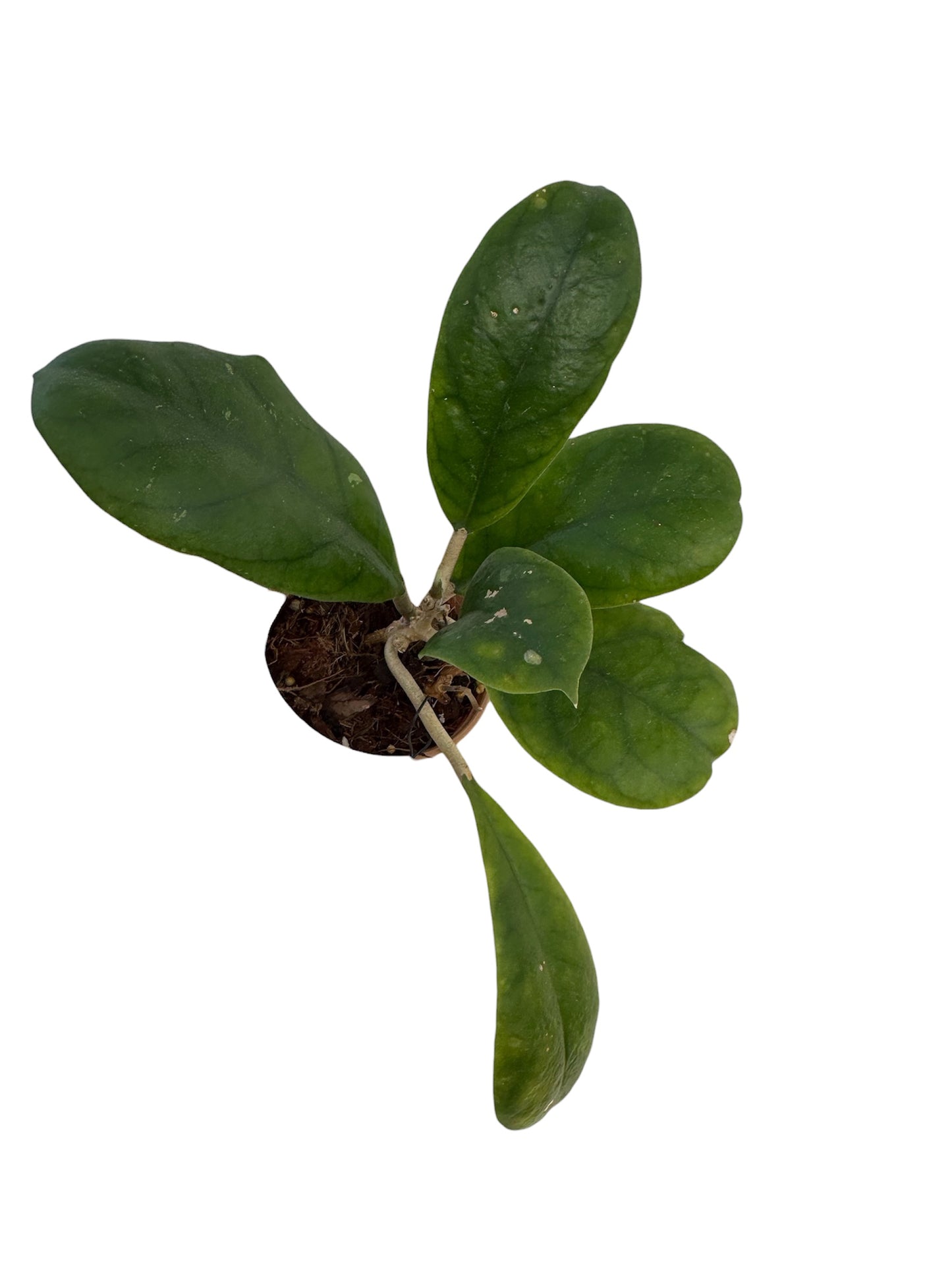Hoya Viola