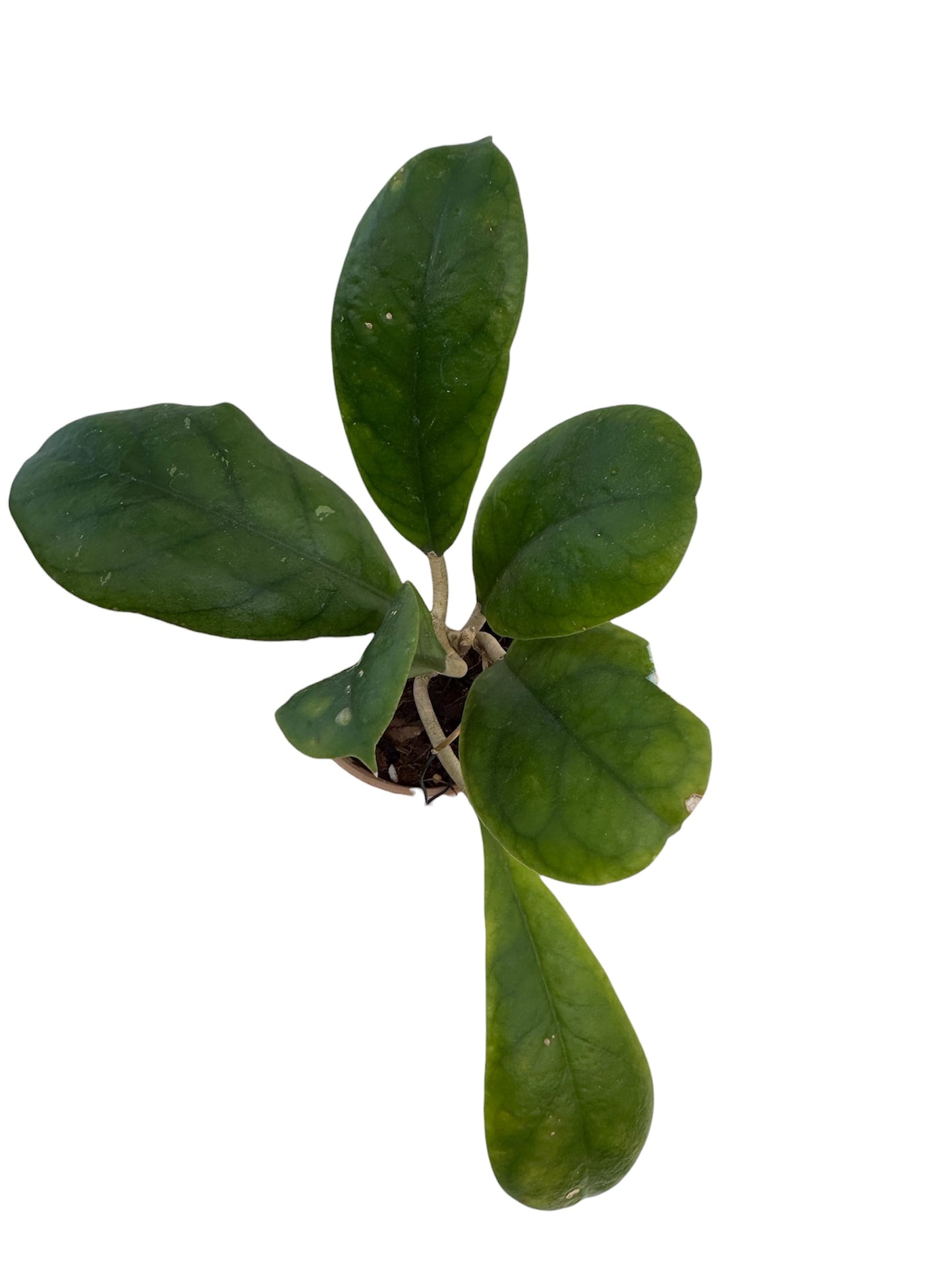 Hoya Viola