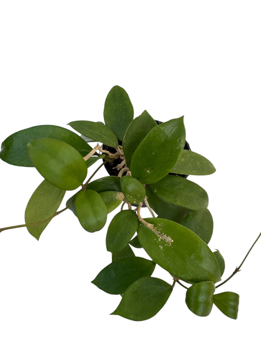 Hoya pottsii