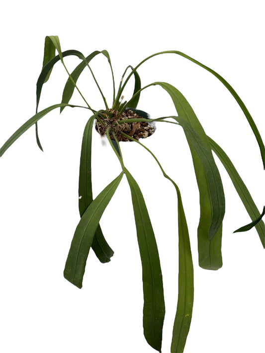 Anthurium vittarifolium Large