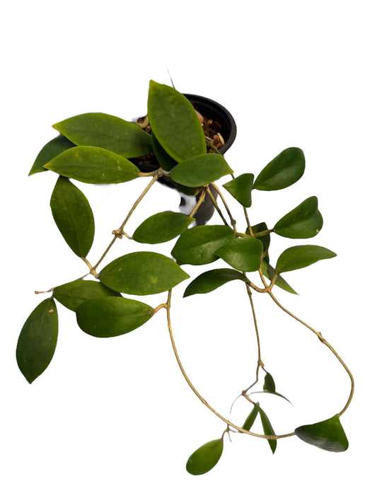 Hoya mindorensis