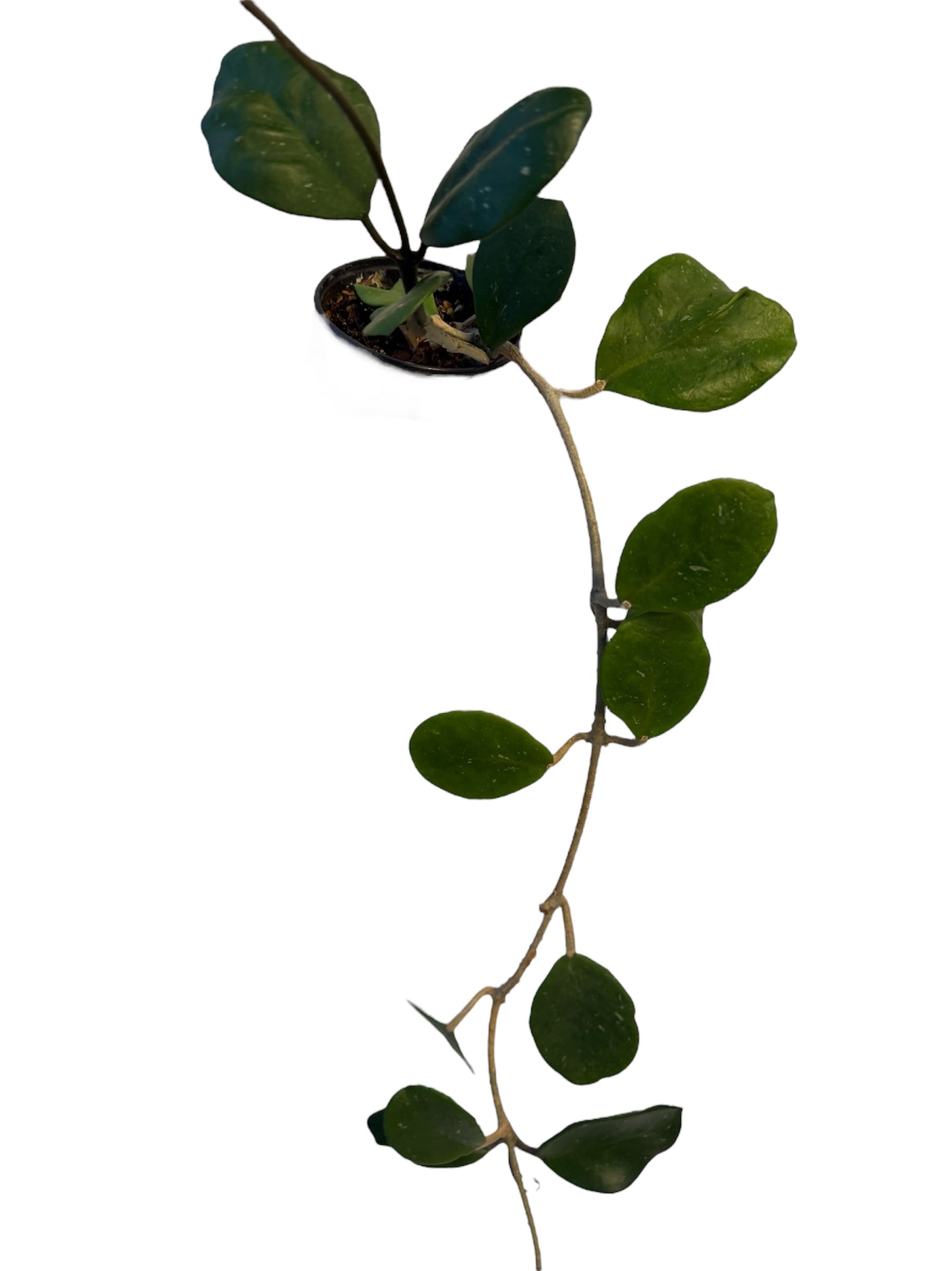 Hoya Obovata Variegated