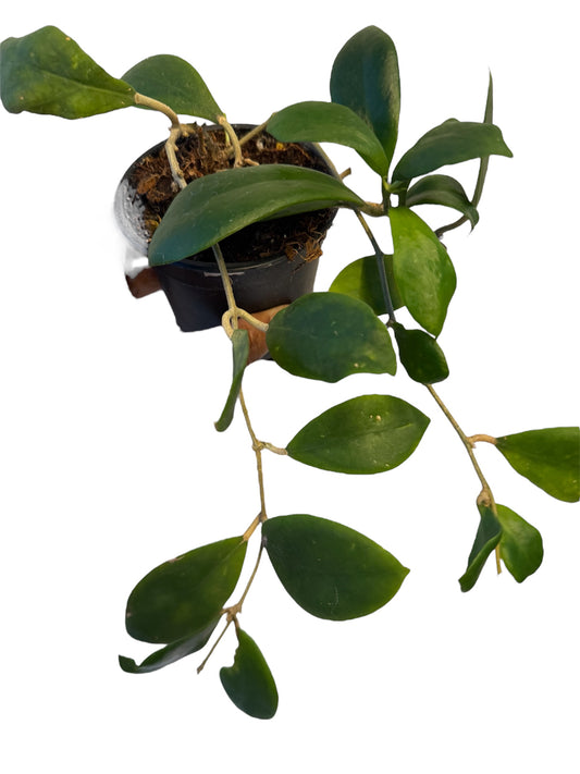Hoya Excavata
