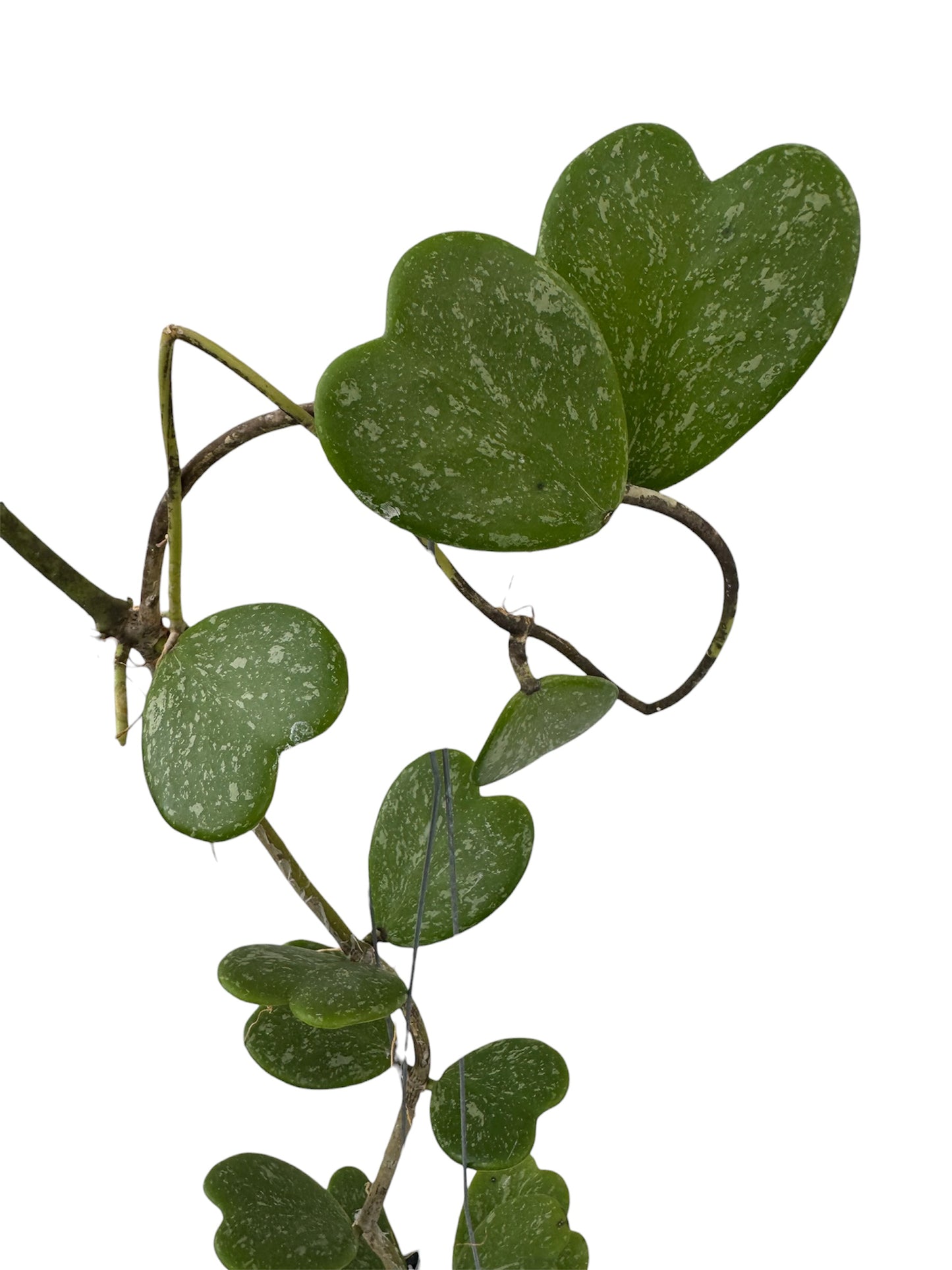 Hoya Kerri Silver Splash Vine
