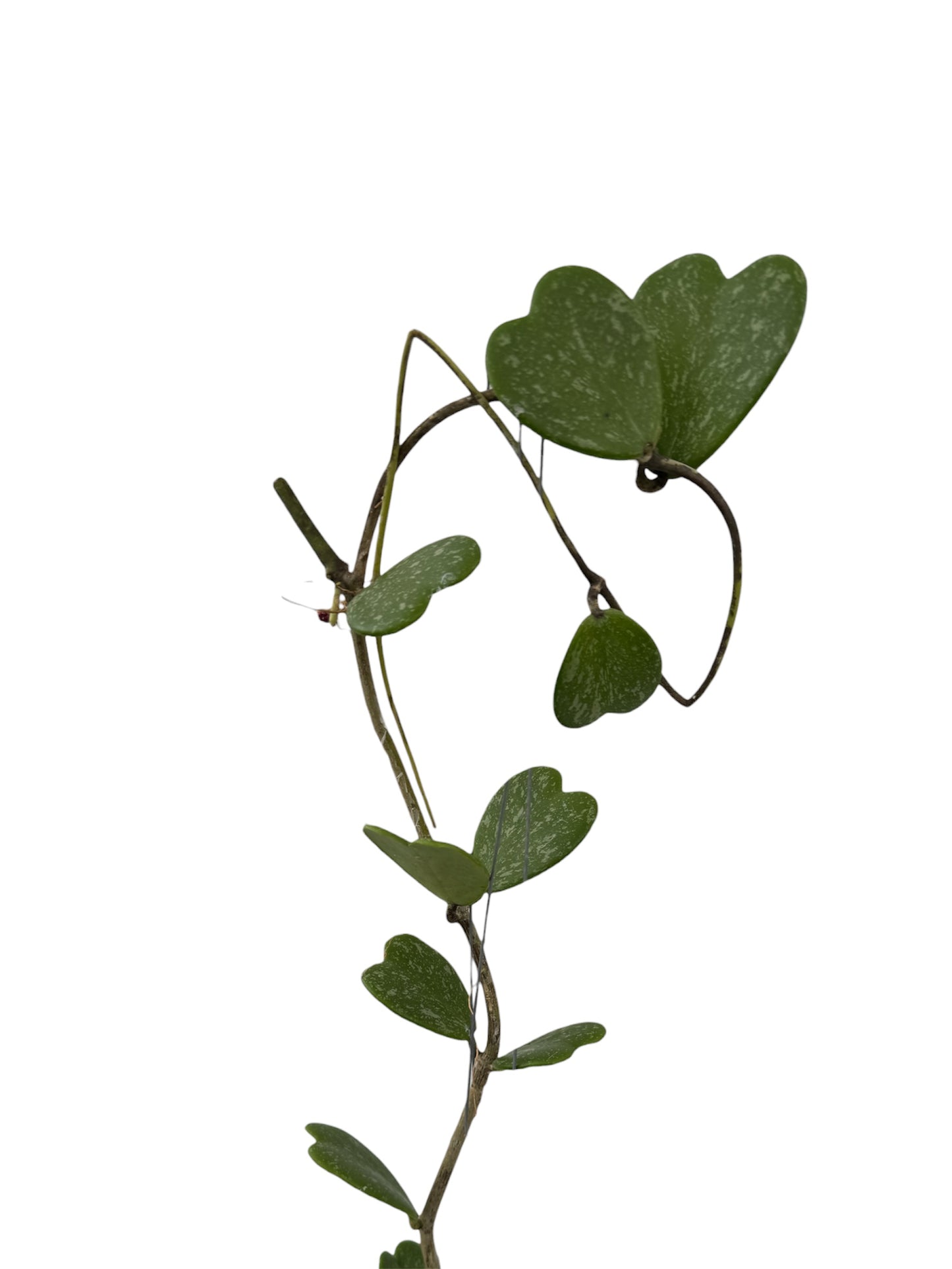 Hoya Kerri Silver Splash Vine