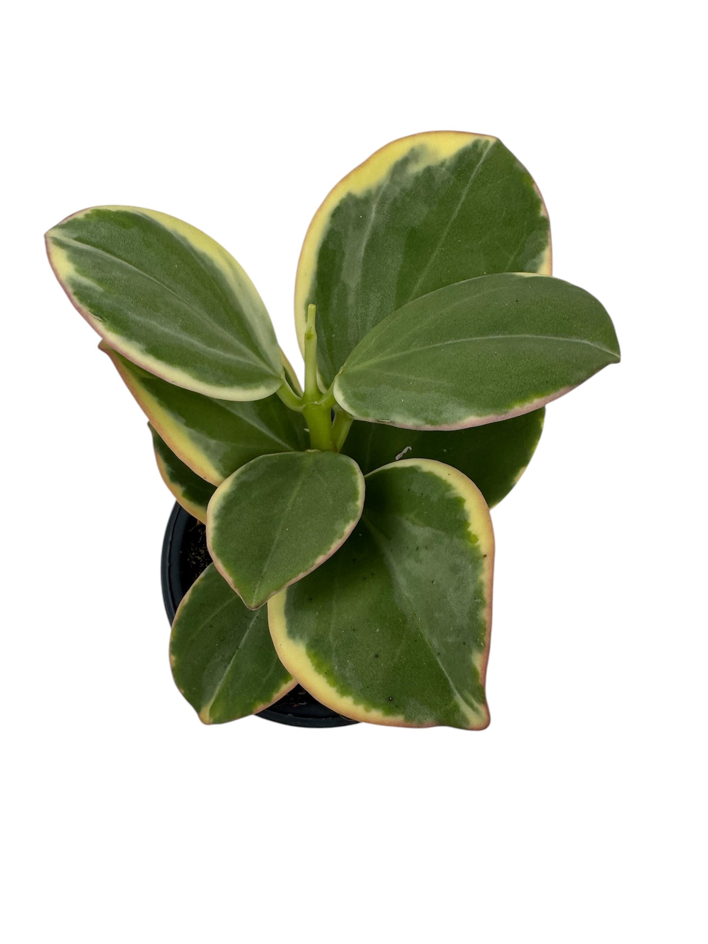 Hoya pachyclada variegated