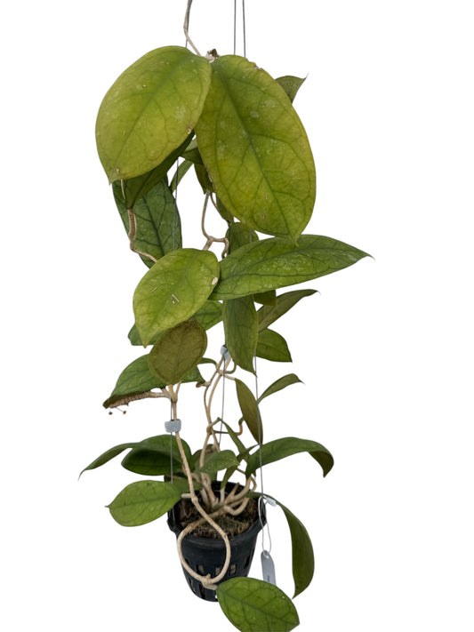 Hoya vitellinoides Vine