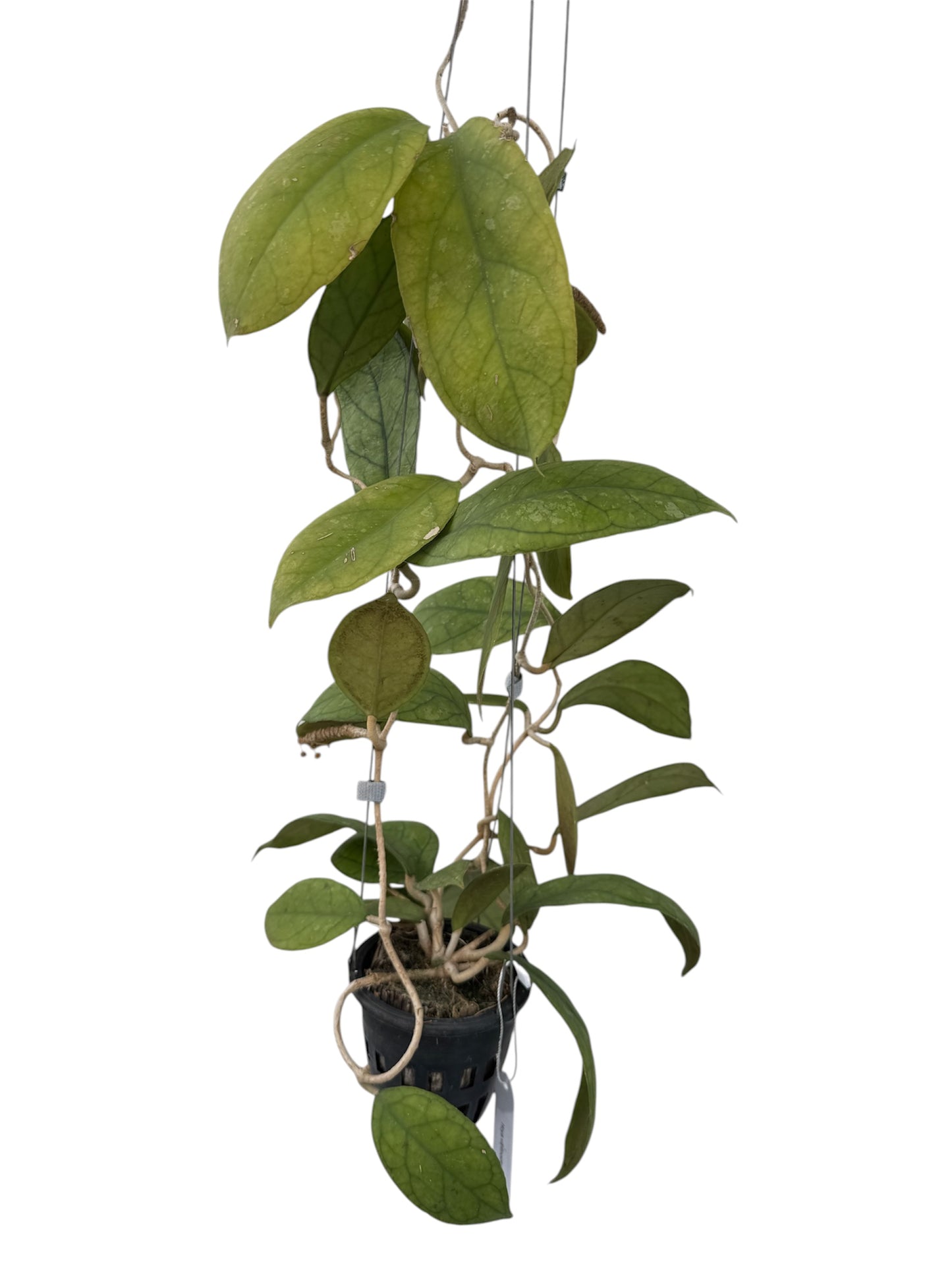 Hoya vitellinoides Vine
