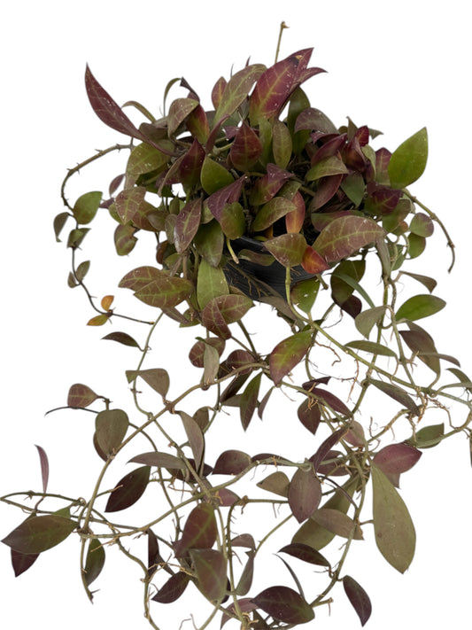 Hoya waymaniae Vine