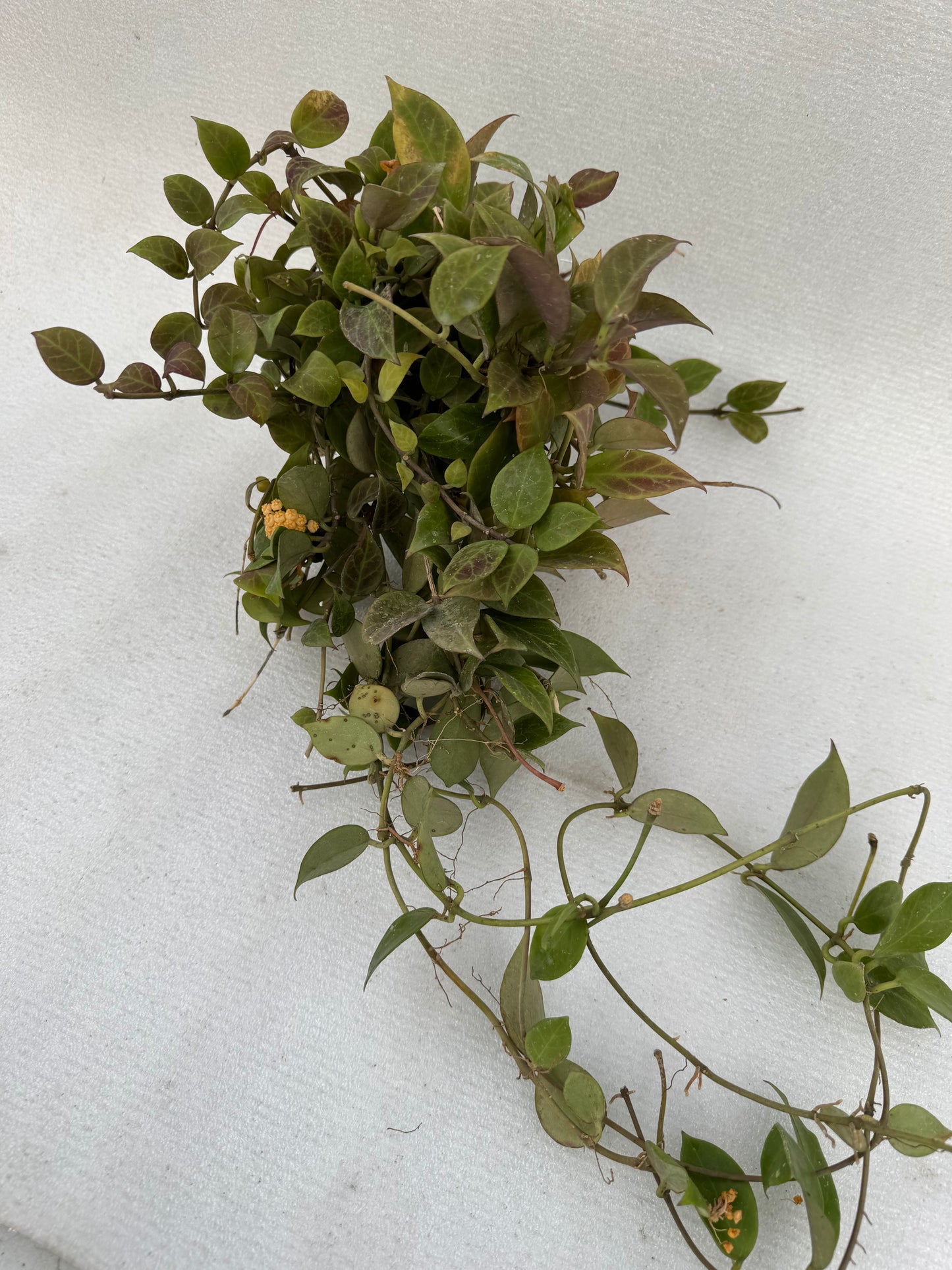 Hoya Sunrise vine