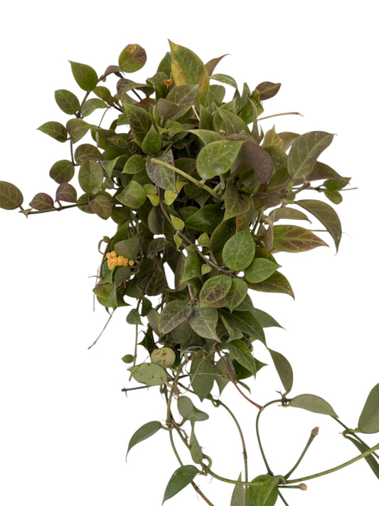 Hoya Sunrise vine