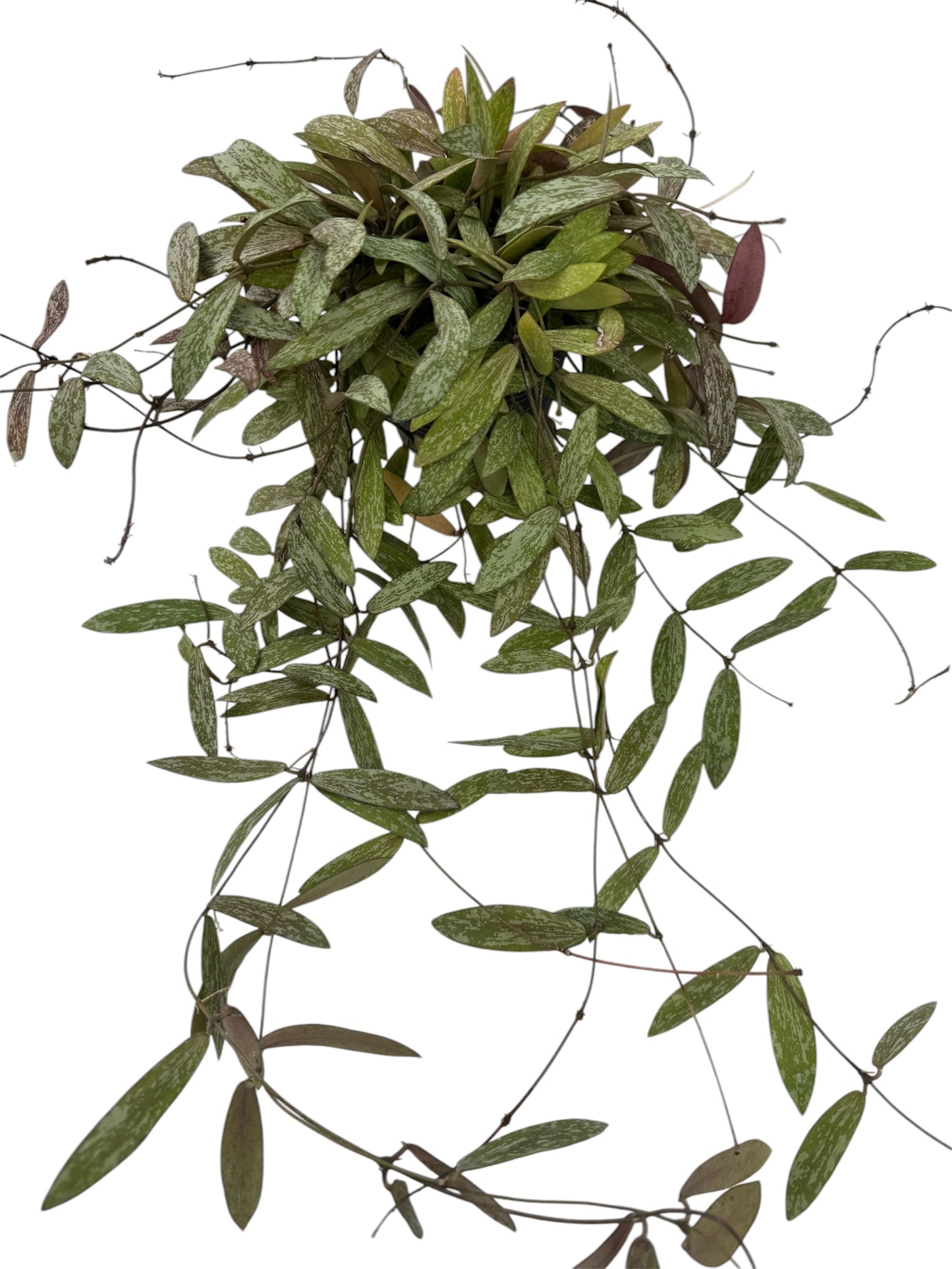 Hoya sigillatis vine