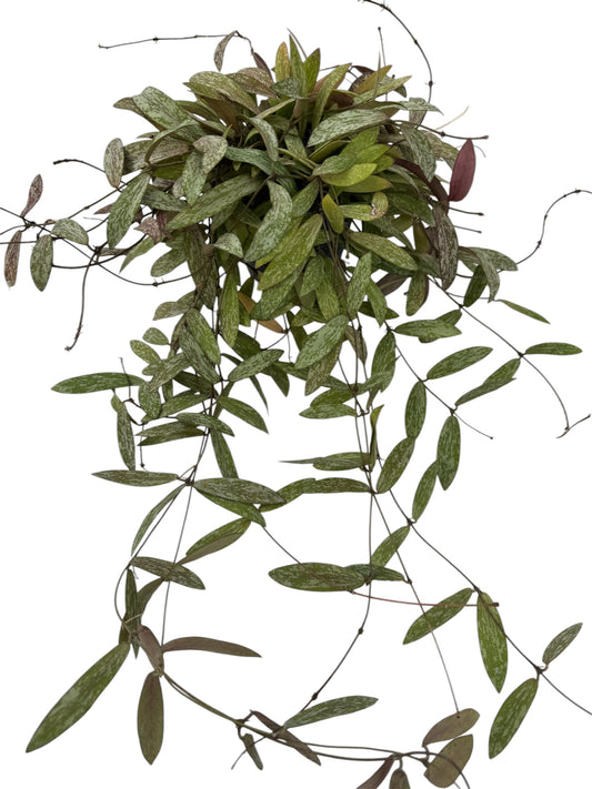 Hoya sigillatis vine
