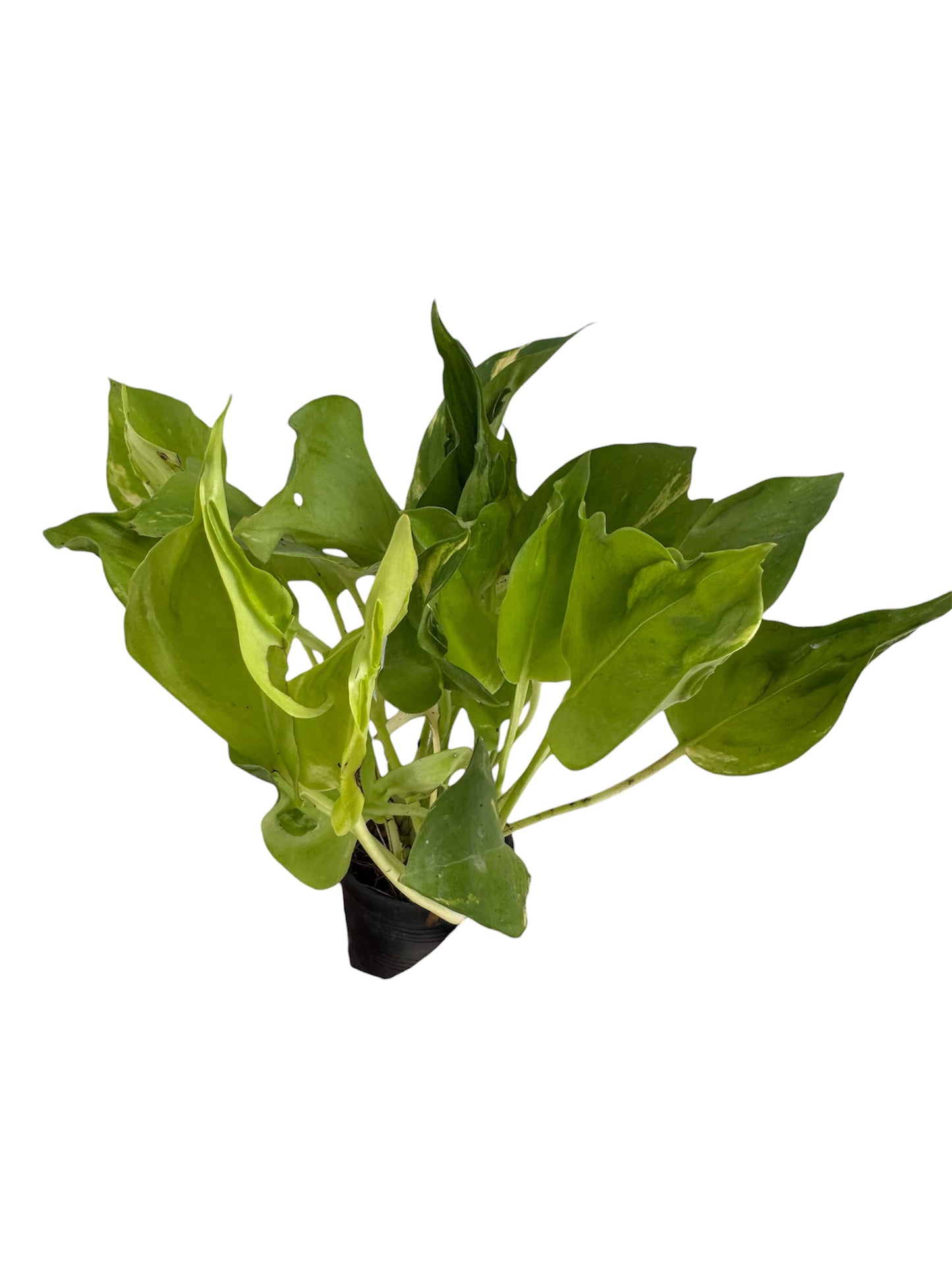 Epipremnum Champs Élysées variegated