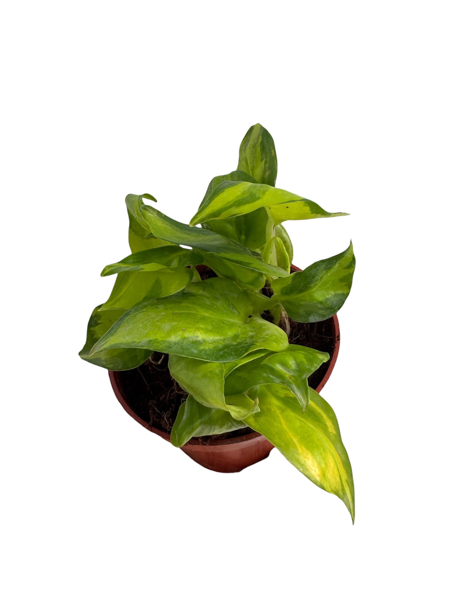 Epipremnum neon joy variegated