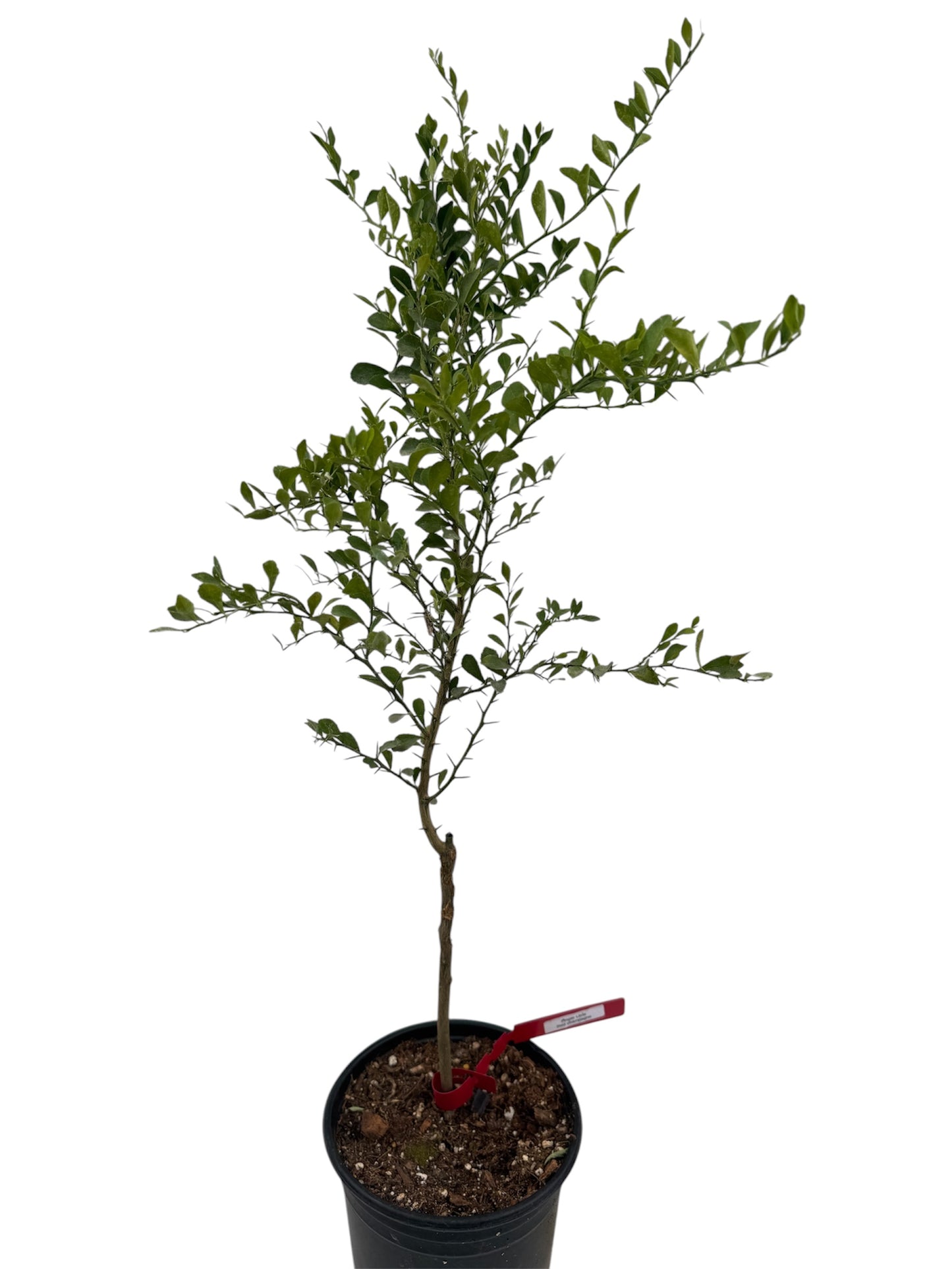 Australian Finger lime tree grafted ( 3 kinds available)
