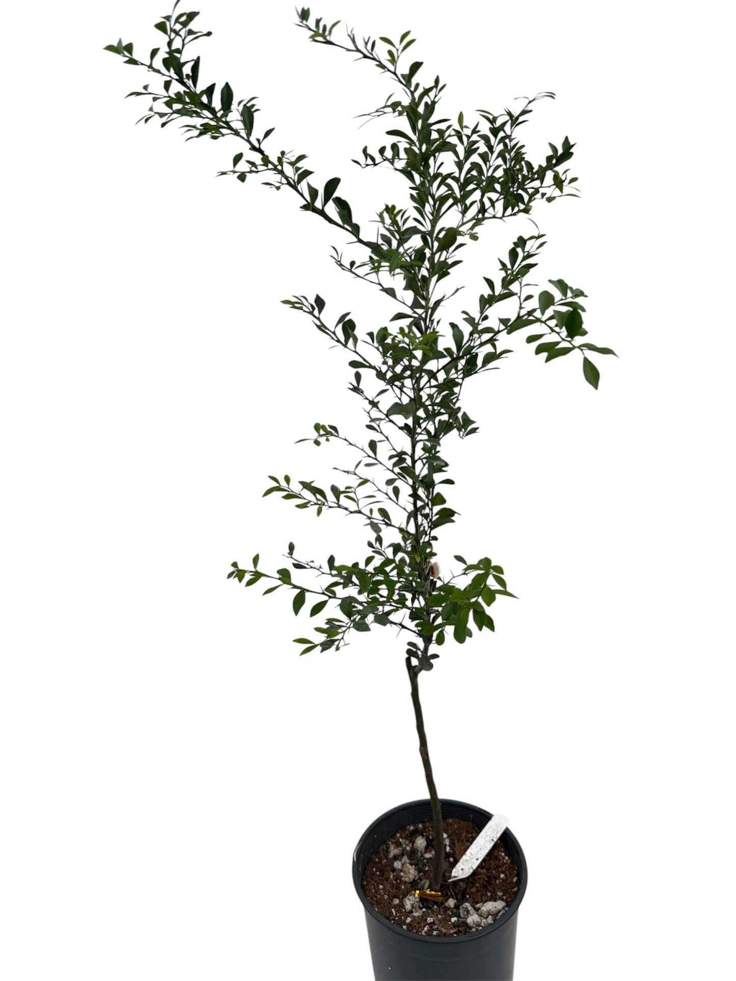 Australian Finger lime tree grafted ( 3 kinds available)