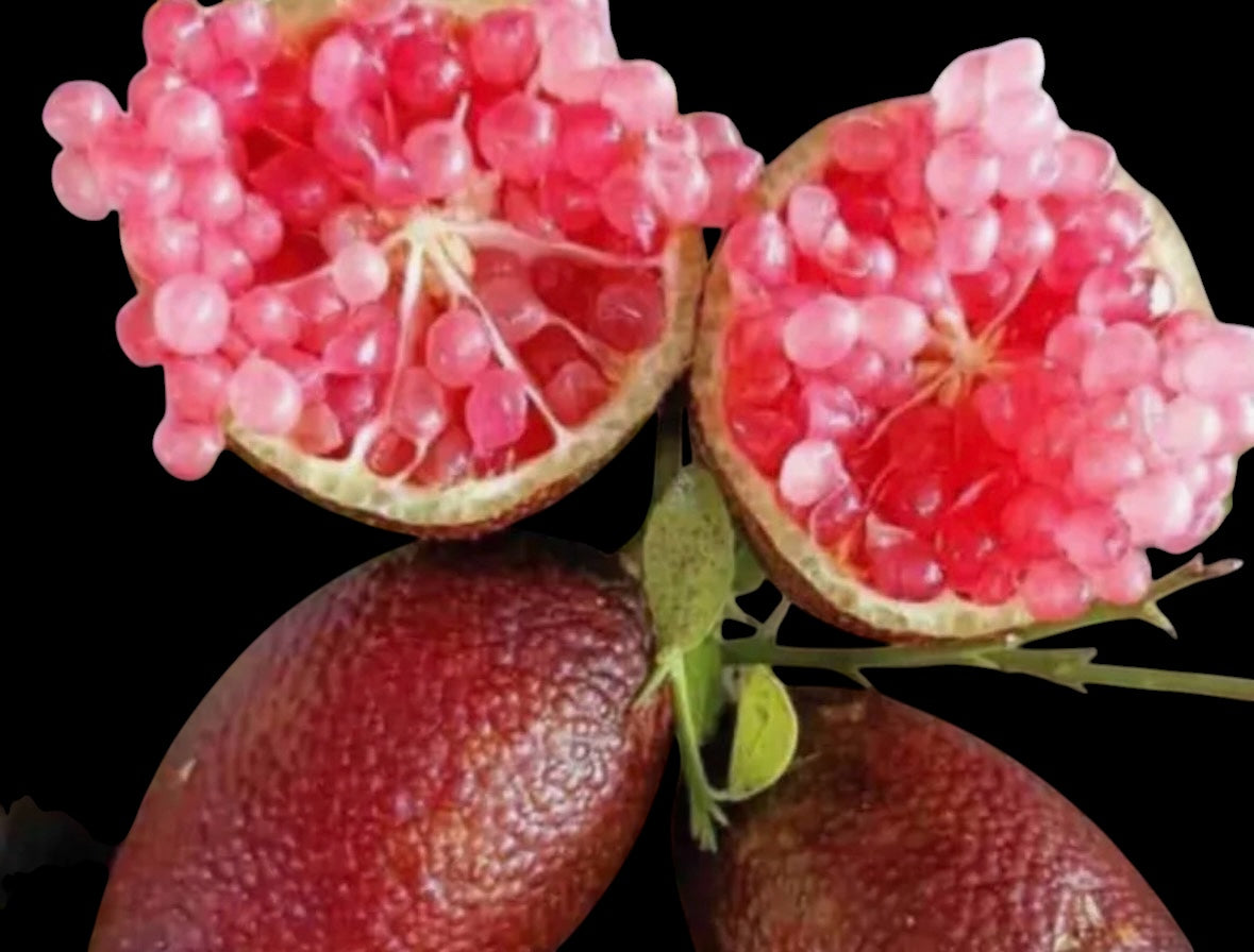 Finger Lime Tree Large