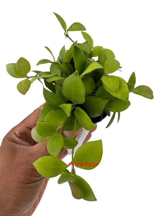 Hoya heuschkeliana Pink