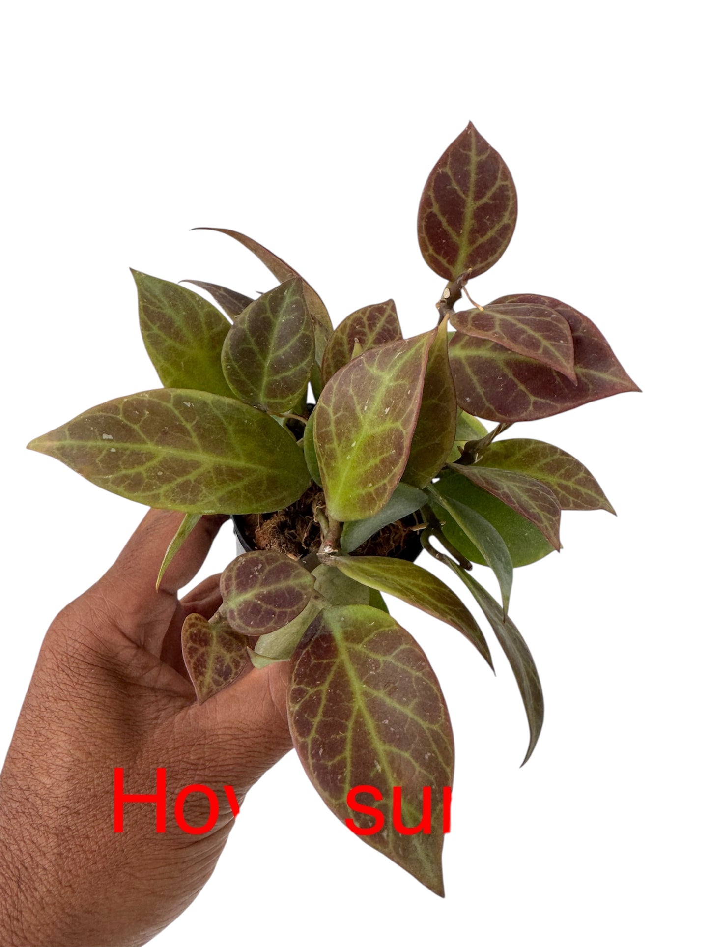 Hoya sunrise