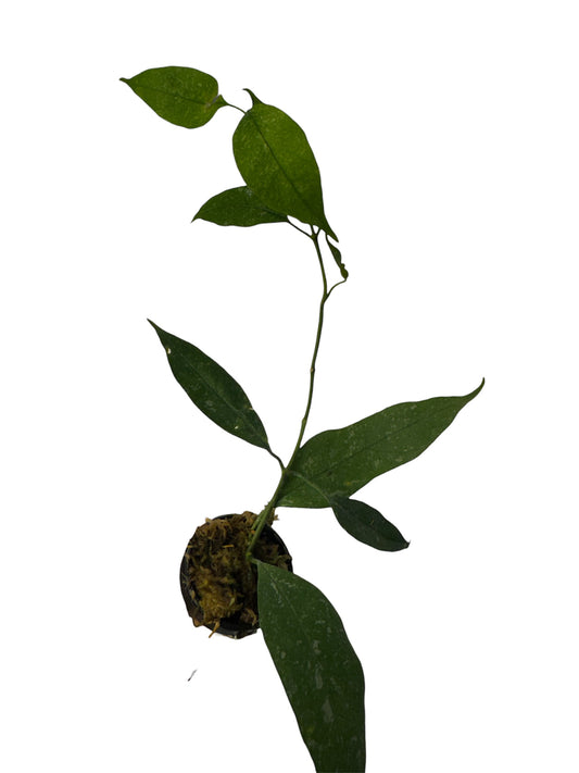 Hoya Multifora splash