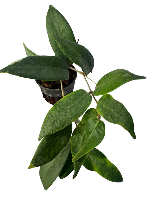 Hoya Patella pink