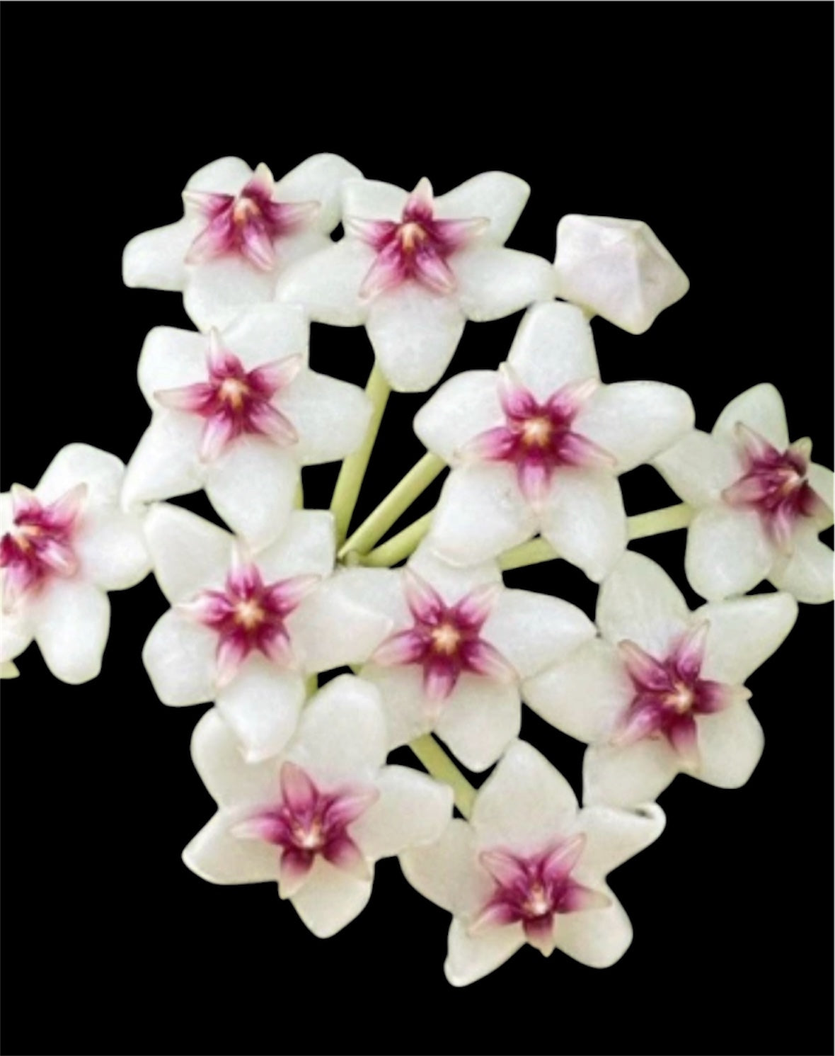 Hoya Oblongata
