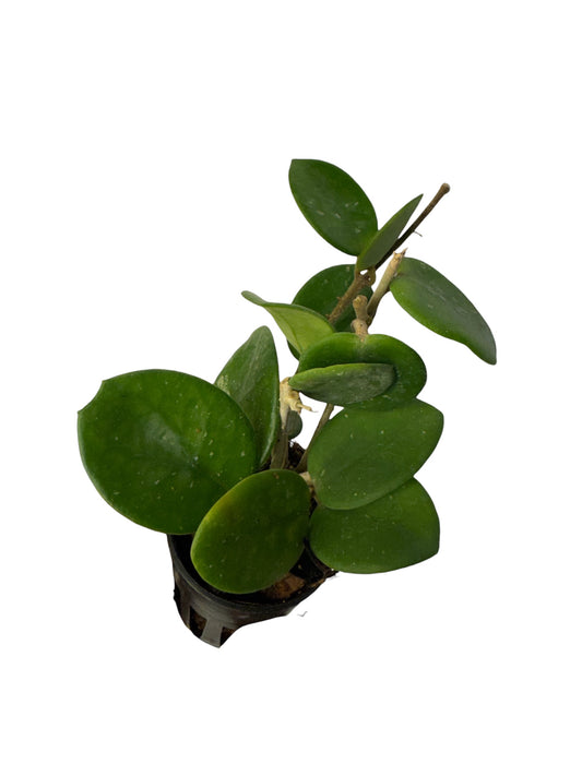 Hoya carnosa × serpens