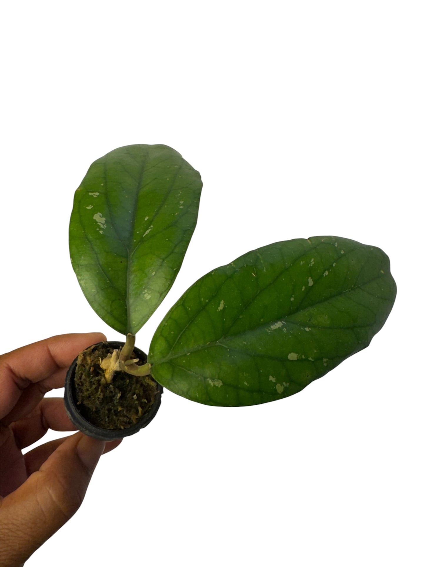 Hoya Priktai ( Russia)