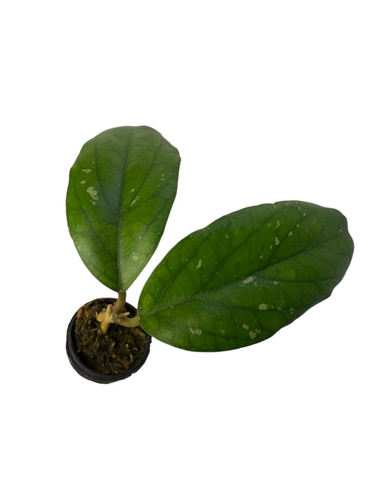 Hoya Priktai ( Russia)