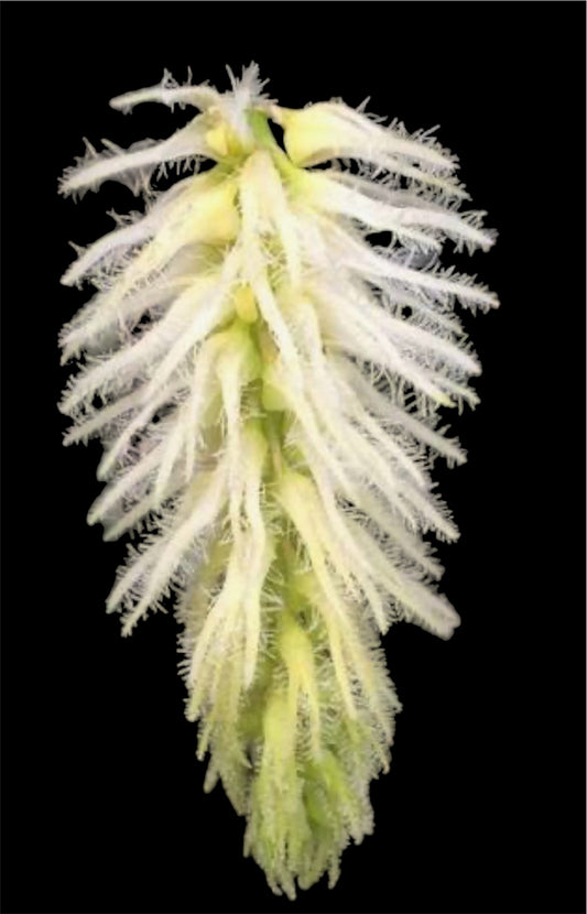 Bulbophyllum comosum