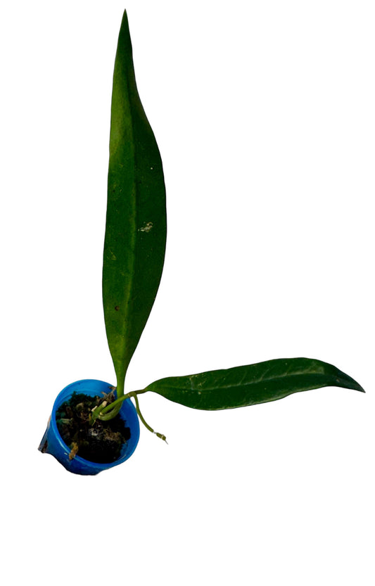 Hoya Sulawesiana