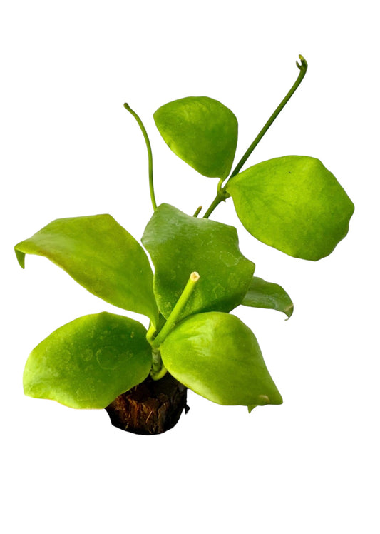 Hoya Oblongata