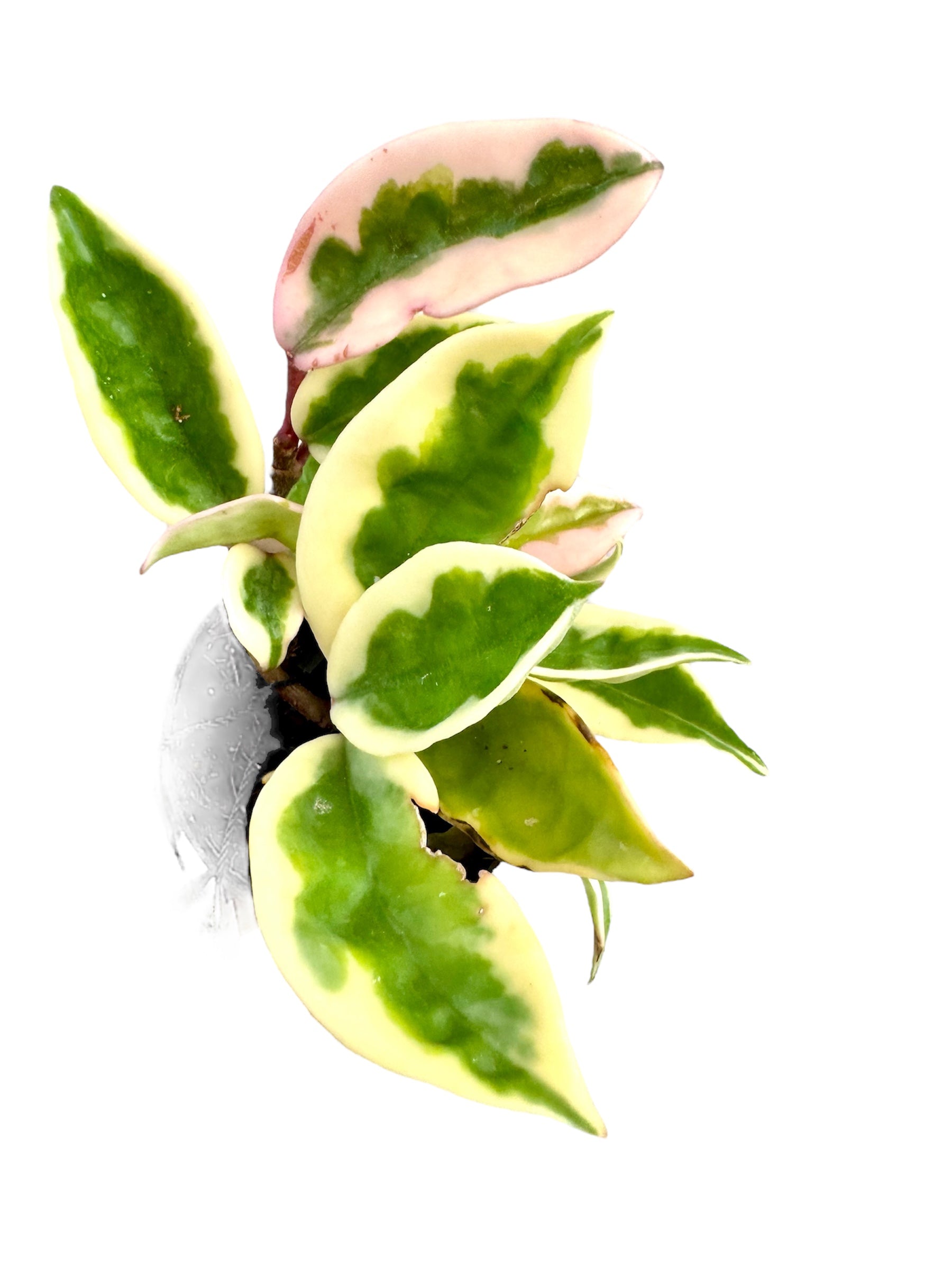 Hoya Suzie Q – JBB Exotic Plants