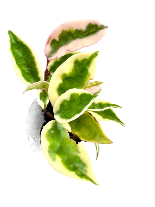 Hoya Suzie Q