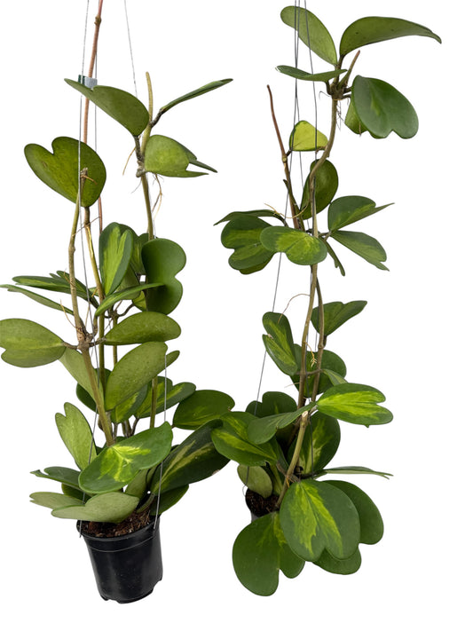 Hoya Kerri Reverse Vine Ex large