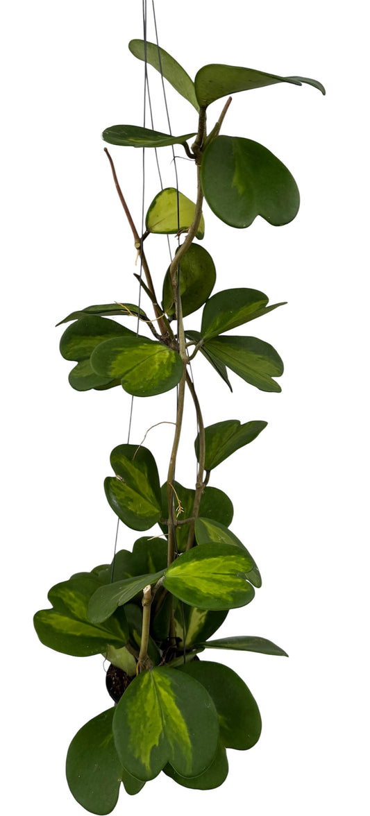 Hoya Kerri Reverse Vine Ex large