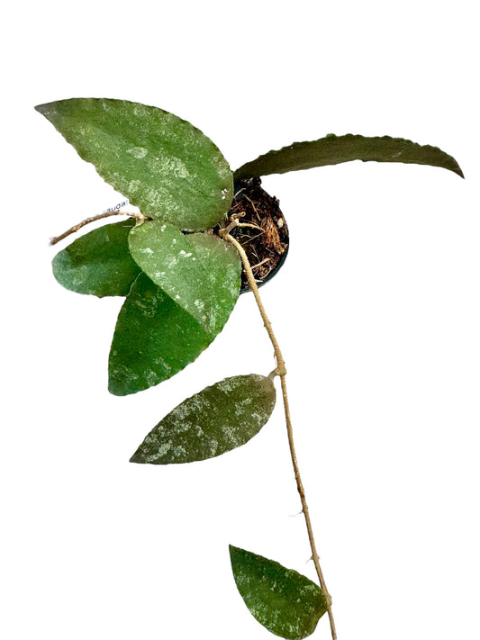 Hoya caudata sumatra