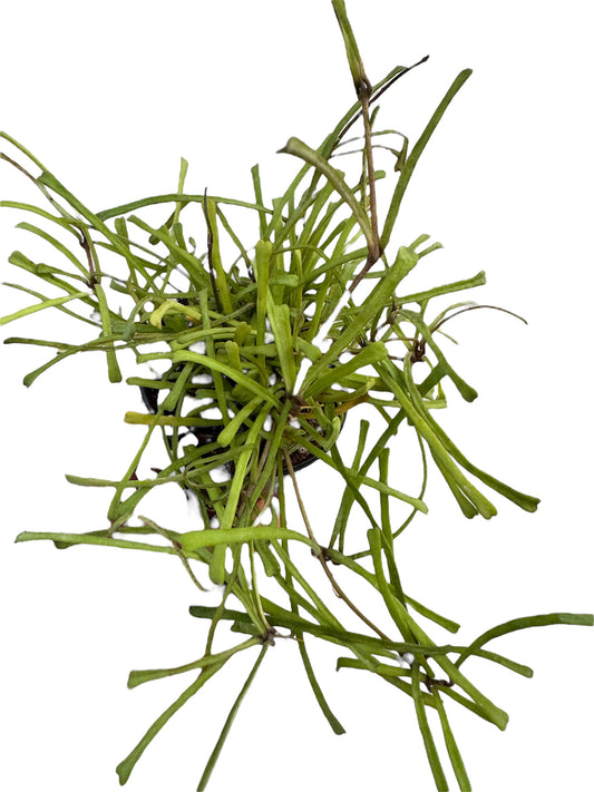Hoya Retusa