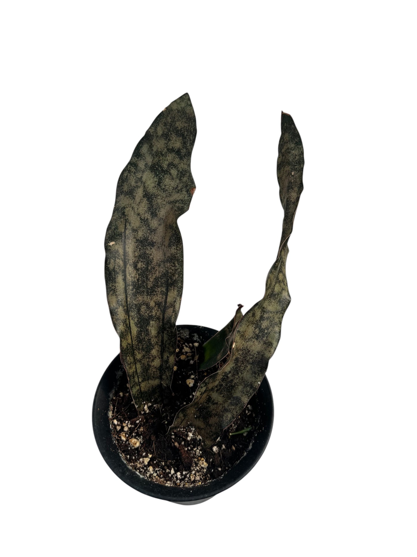 Sansevieria coppertone Large