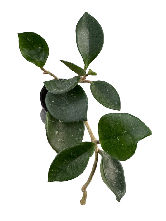 Hoya Carnosa krinkle