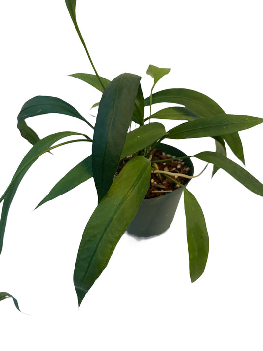 Anthurium vittarifolium Large