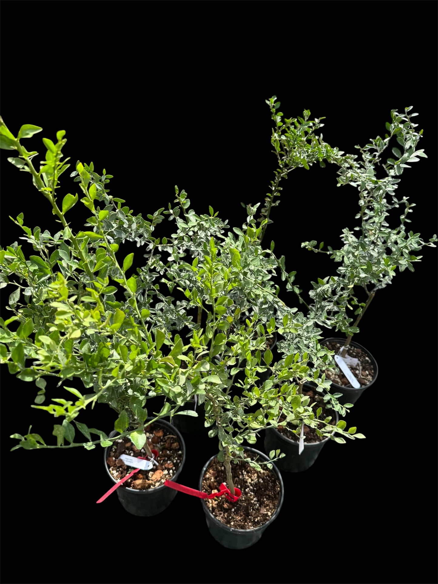 Australian Finger lime tree grafted ( 3 kinds available)