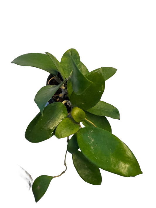 Hoya pottsii