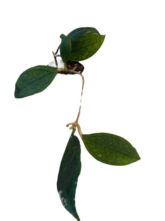 Hoya Sp Germany